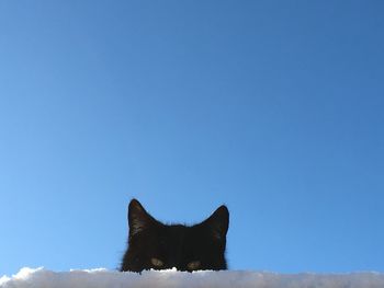 Black cat looking away against clear blue sky