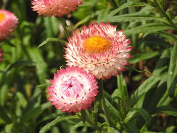 Close-up of pink flowering plant