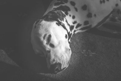 Close-up of dalmatian dog lying on bed at home