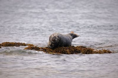 Portrait of grey seals in sea