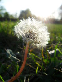 Close-up of dandelion flowers