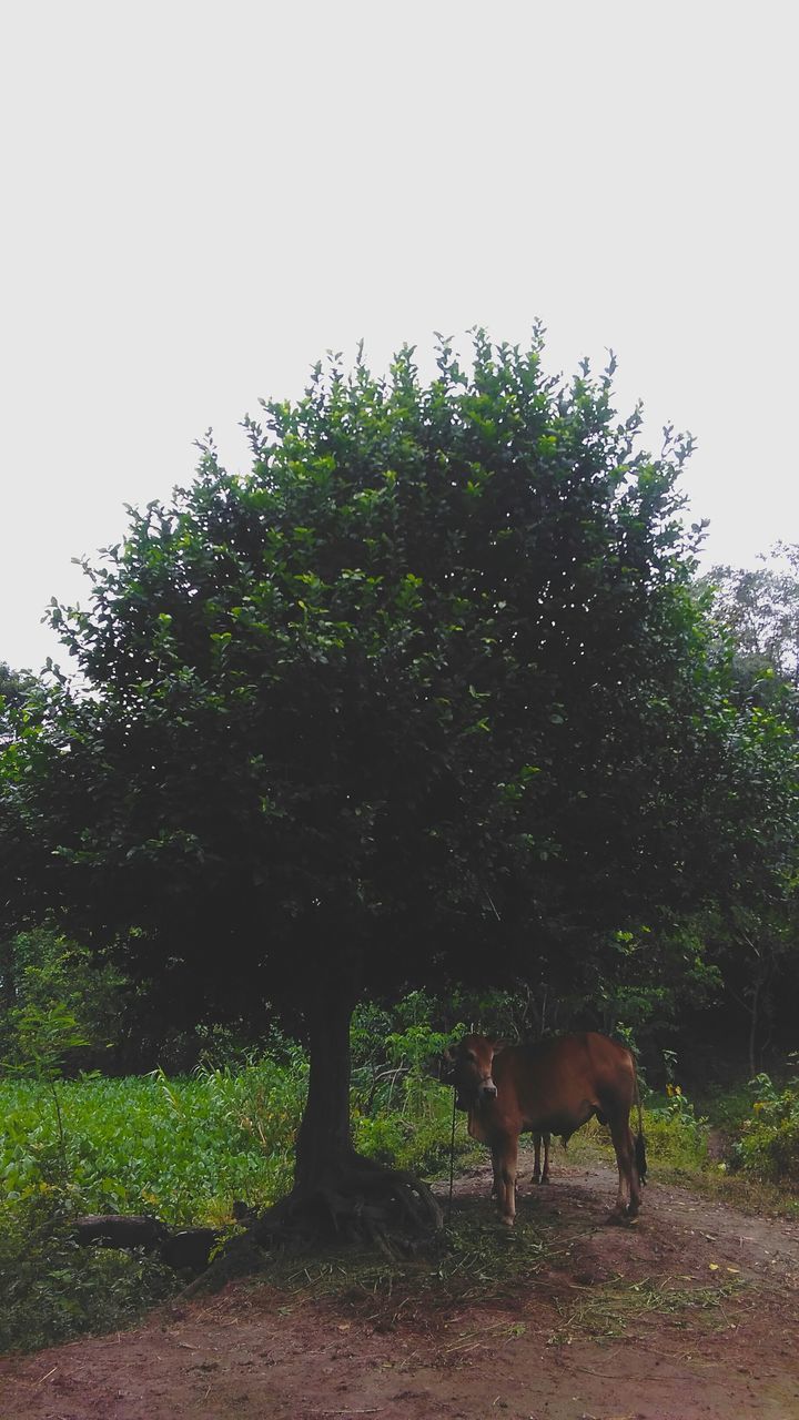 tree, animal themes, horse, nature, domestic animals, clear sky, mammal, field, tranquility, no people, day, growth, one animal, outdoors, standing, grazing, grass, beauty in nature, sky