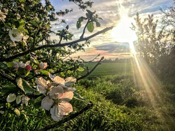 Scenic view of flowering plants against sky