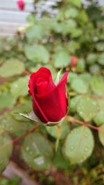 Close-up of pink rose