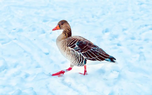 Bird in a lake