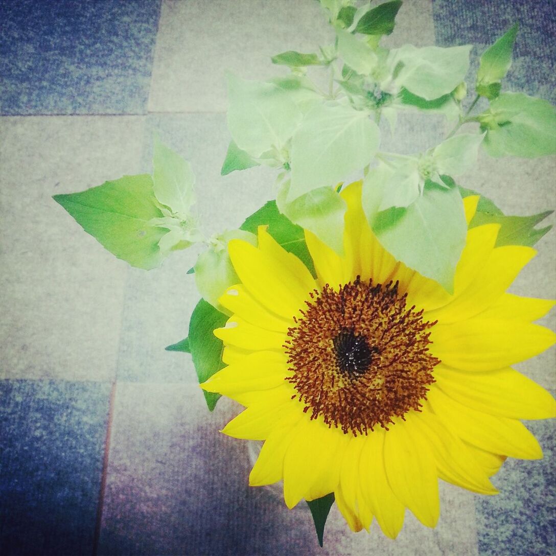 flower, yellow, petal, flower head, freshness, fragility, indoors, plant, leaf, wall - building feature, potted plant, close-up, vase, growth, sunflower, high angle view, pollen, decoration, beauty in nature, nature