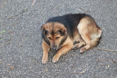High angle view of dog on road