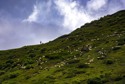 Meadow and the sheep, uttarakhand india