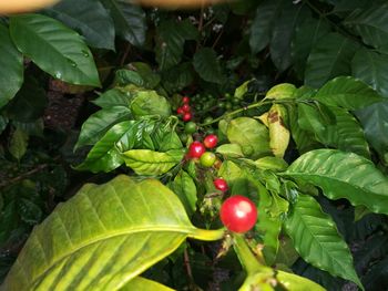 Close-up of red berries growing on plant