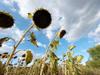 Low angle view of sunflower on field against sky