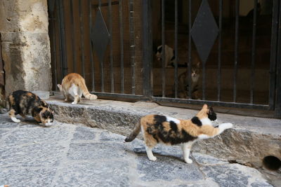 Cats in the streets of ortigia, syracusa