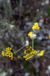 Close-up of yellow flowering plant