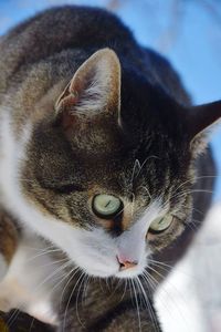 Close-up portrait of a cat