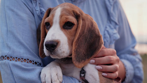 Close-up of dog