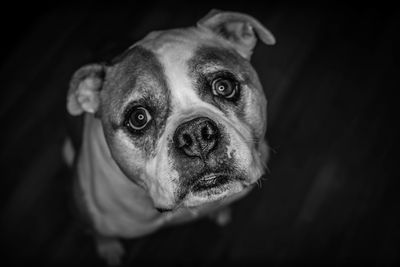 Close-up portrait of dog against black background