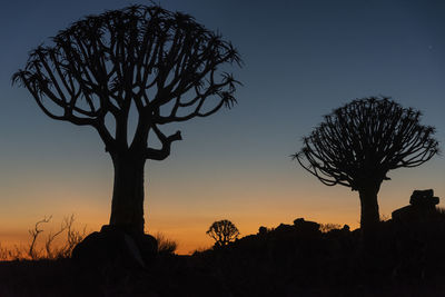 Low angle view of silhouette aloe trees on field against sky at sunset