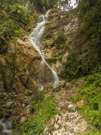 Scenic view of waterfall in forest