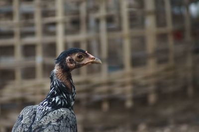 Close-up of a bird looking away