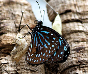 Close-up of butterfly perching on leaf