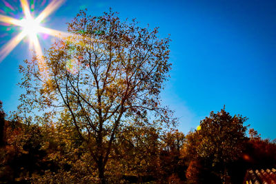 Low angle view of trees against blue sky