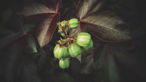 Close-up of fruit growing on plant