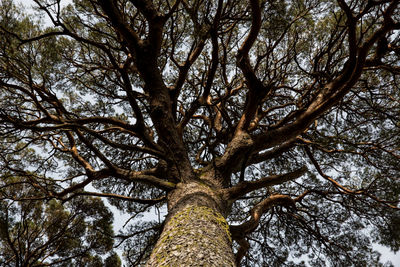 Low angle view of tree in forest