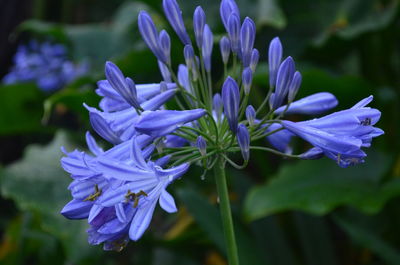 Close-up of purple flowering plant