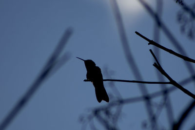 Low angle view of bird perching on pole against sky