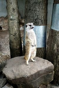 Close-up of squirrel sitting on tree trunk