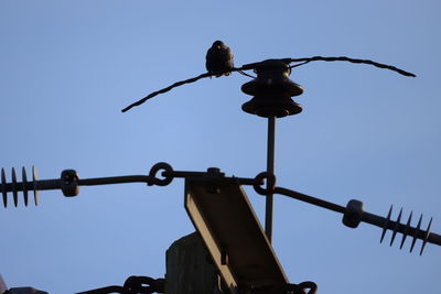 Low angle view of bird perching on street light