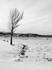 Bare trees on landscape