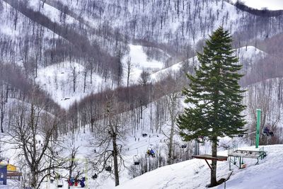 Snow covered land and trees against mountains