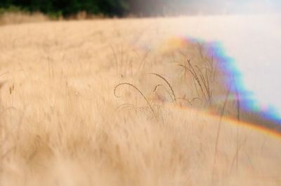 Grass growing on field