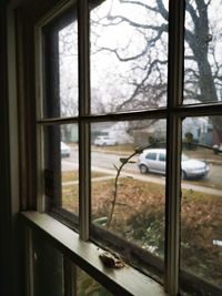 Reflection of trees on glass window