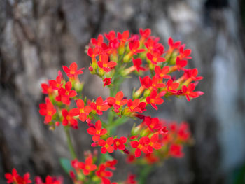 Close-up of red flowering plant
