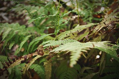 Close-up of fern growing on tree in forest