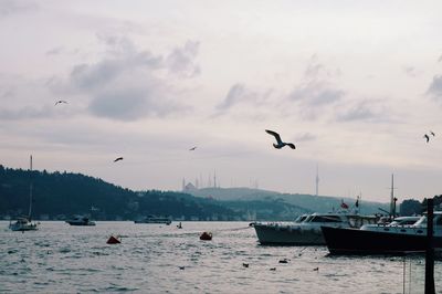 Seagulls flying over sea against sky