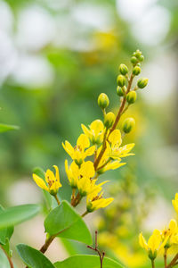 Close-up of yellow flowering plant