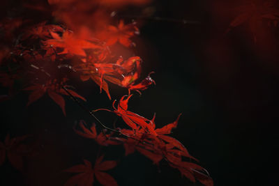 Red leaves at night