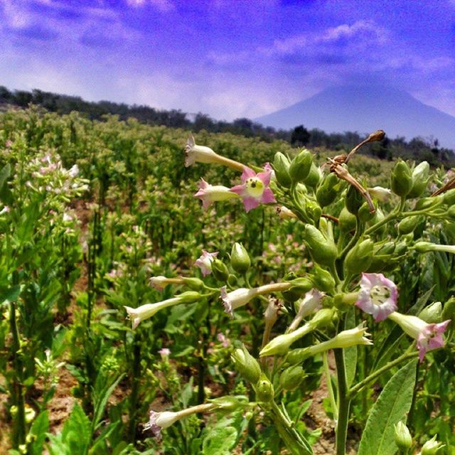 flower, freshness, growth, sky, beauty in nature, plant, fragility, nature, blooming, green color, field, purple, cloud - sky, petal, cloud, flower head, in bloom, stem, landscape, leaf