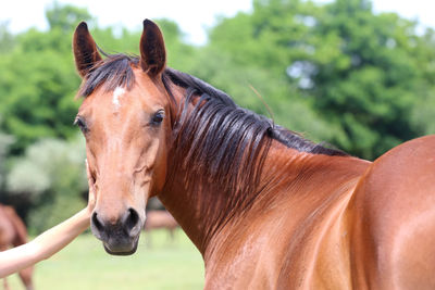 Close-up of a horse on field