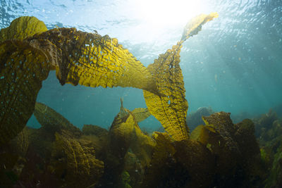 Sunlight shining down on a forest of seaweed