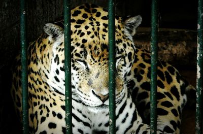 Close-up of leopard in zoo