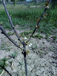 High angle view of flowering plant on field