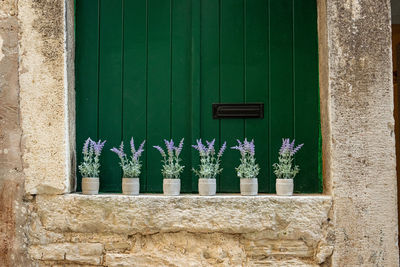 Close-up of potted plants on wall