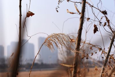 Close-up of dry leaves on branch against sky