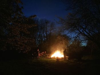 View of trees in forest at night