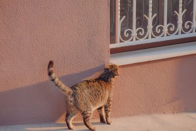 Cat standing on wall of building