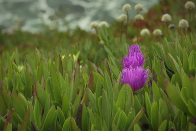 Close-up of purple crocus flowers on field