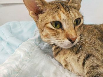 Portrait of cat lying on bed at home